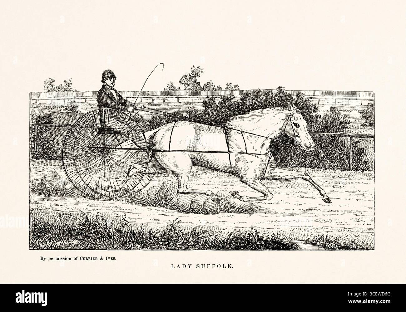 Carrozza trainata da cavalli - illustrazione del cavallo bianco e nero del 1872, da un libro di anatomia, razza e scena equestre. Foto Stock