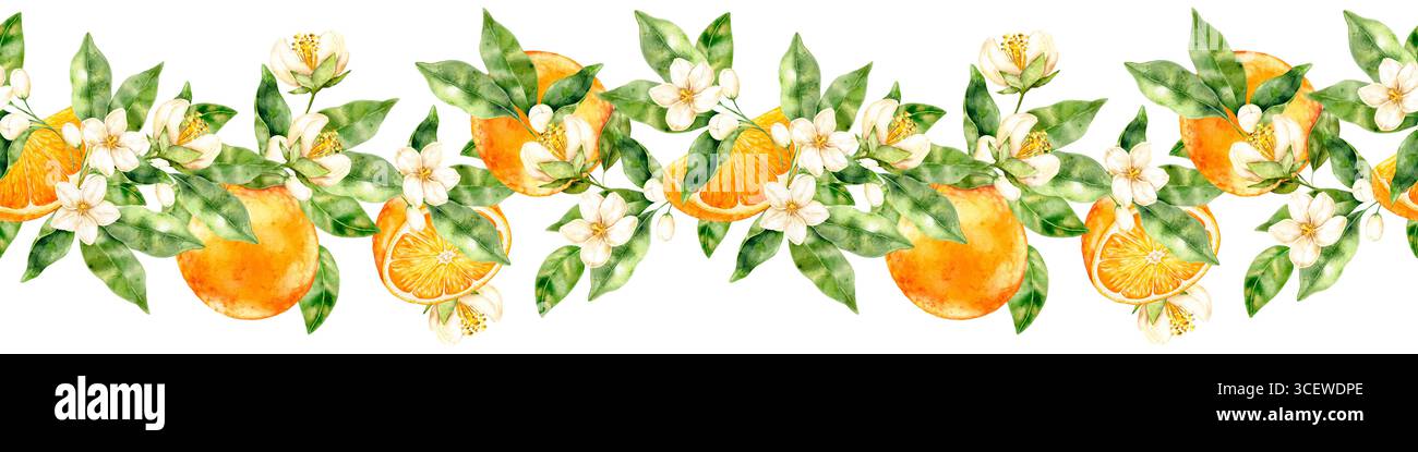 Bordo floreale in acquerello con foglie di agrumi verdi e delicati fiori bianchi su sfondo bianco. Design decorativo leggero in stile artistico dipinto a mano Foto Stock