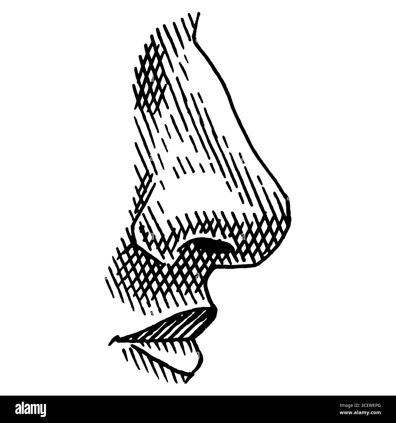 Naso umano. Illustrazione disegnata a mano di un organo uditivo umano per la medicina. Incisione dell'illustrazione dell'anatomia. Illustrazione vettoriale Illustrazione Vettoriale