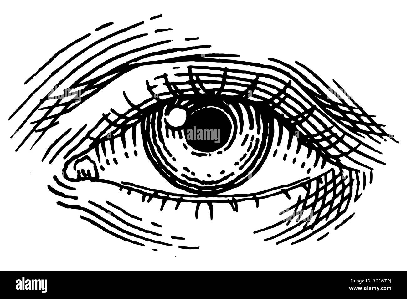 Occhio umano. Le donne affrontano una parte con la fronte. Illustrazione disegnata a mano di un organo uditivo umano per la medicina. Incisione dell'illustrazione dell'anatomia. Vettore Illustrazione Vettoriale