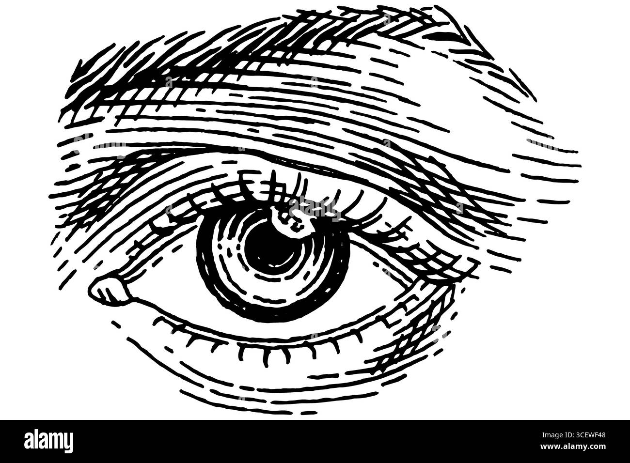 Occhio umano. Le donne affrontano una parte con la fronte. Illustrazione disegnata a mano di un organo uditivo umano per la medicina. Incisione dell'illustrazione dell'anatomia. Vettore Illustrazione Vettoriale