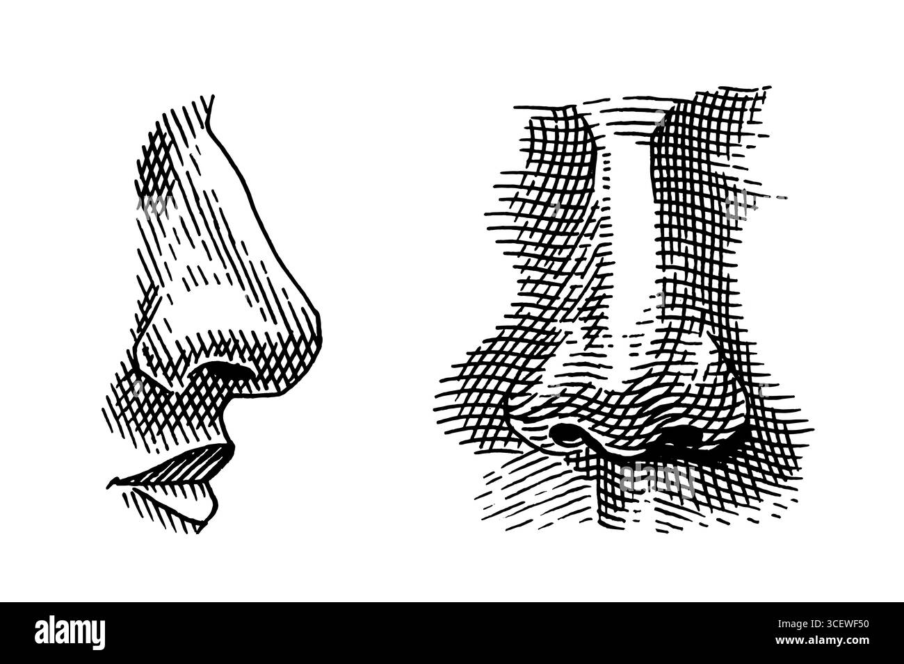 Naso umano. Illustrazione disegnata a mano di un organo uditivo umano per la medicina. Incisione dell'illustrazione dell'anatomia. Illustrazione vettoriale Illustrazione Vettoriale