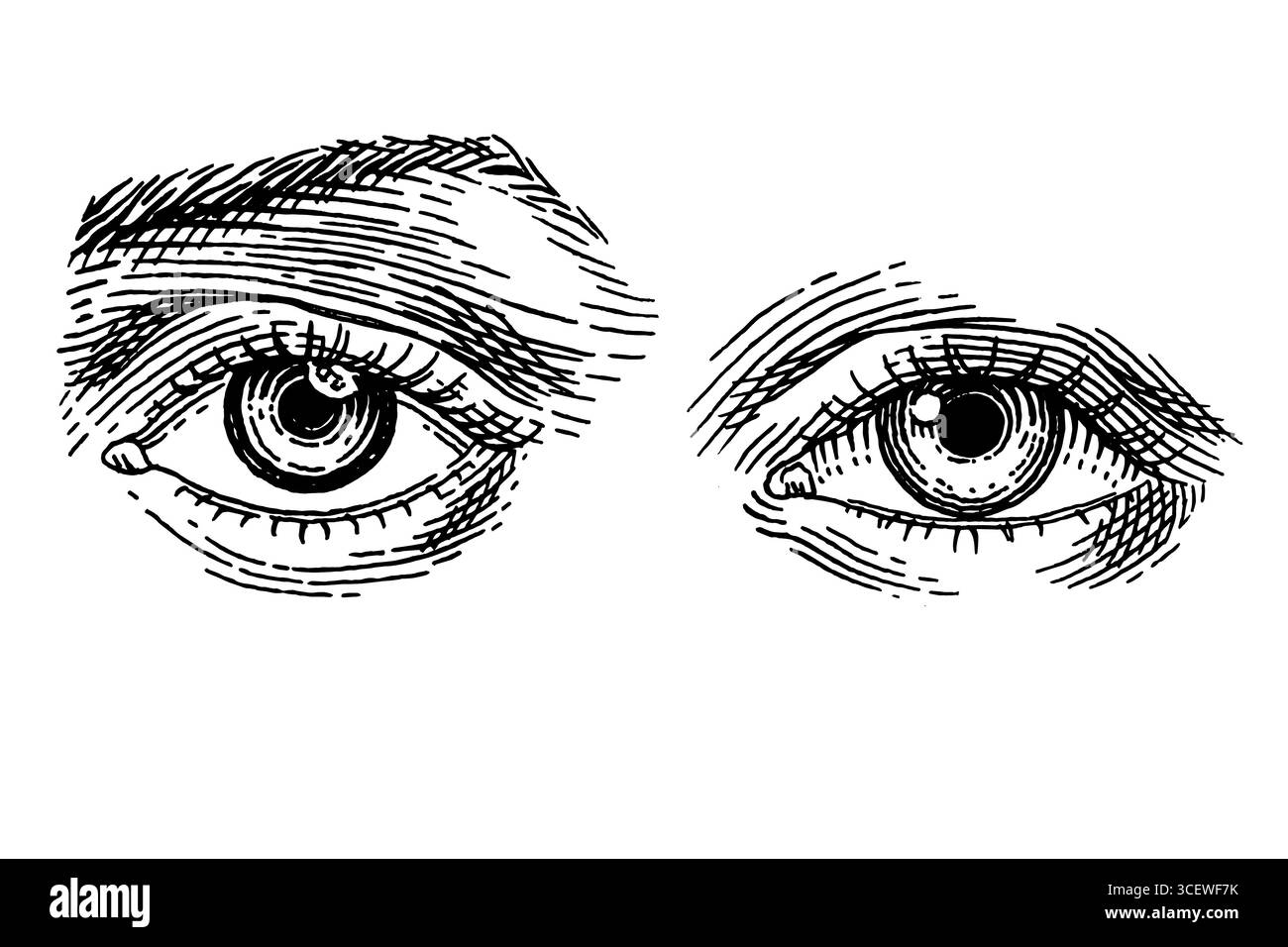 Occhio umano. Le donne affrontano una parte con la fronte. Illustrazione disegnata a mano di un organo uditivo umano per la medicina. Incisione dell'illustrazione dell'anatomia. Vettore Illustrazione Vettoriale