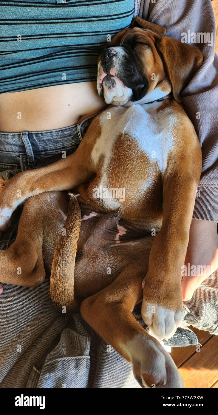 cucciolo di boxer che dorme sulla schiena Foto Stock