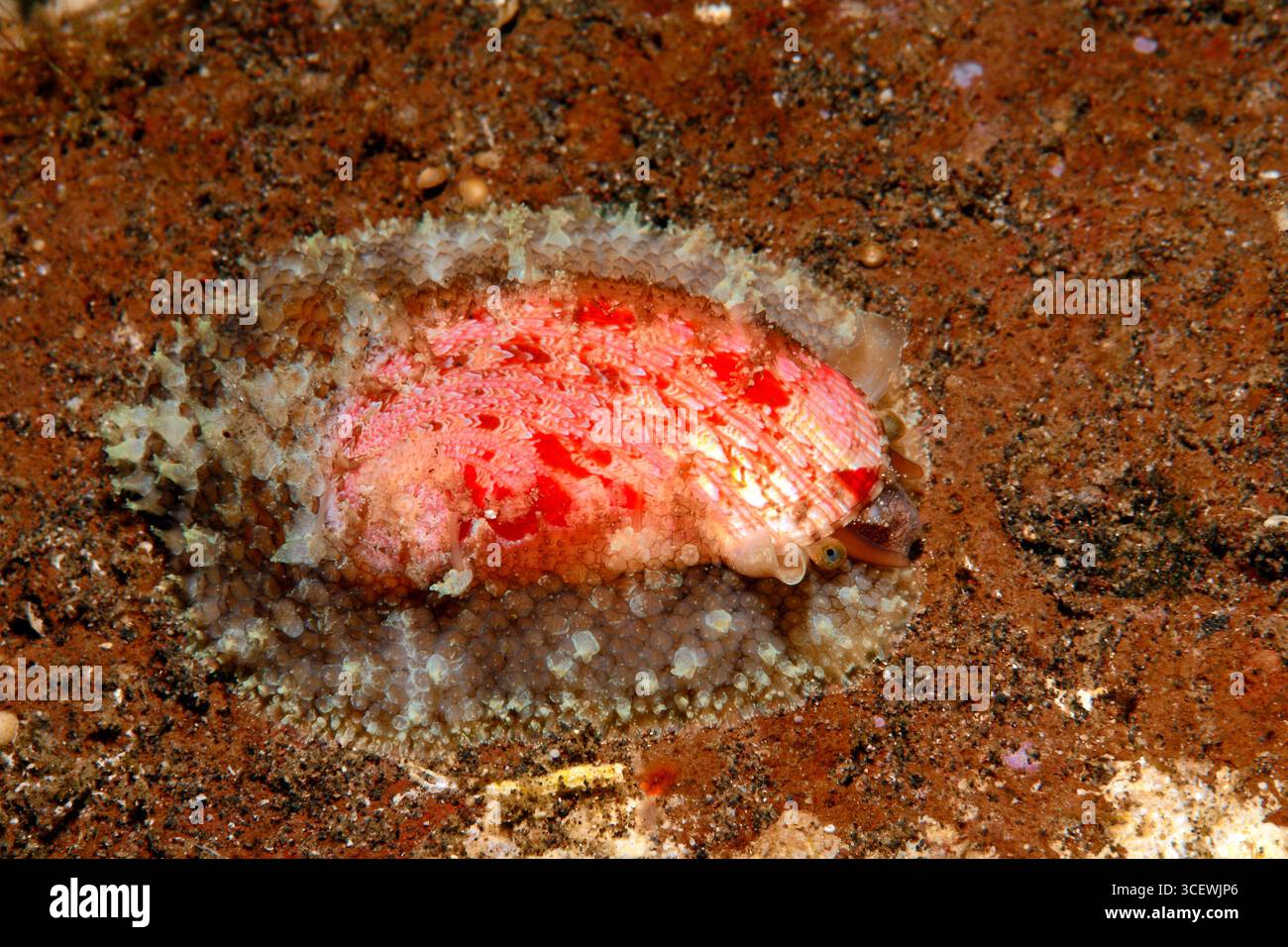 Falso guscio auricolare, Stomatella auricula.Tulamben, Bali, Indonesia. Mare di Bali, Oceano Indiano Foto Stock
