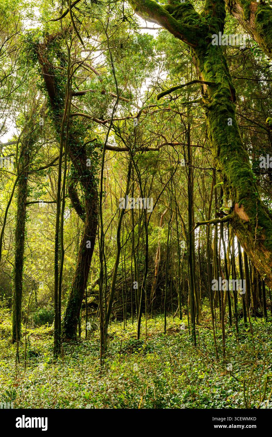 Sintra, Lisbona - vedute verdi degli alberi e della foresta nel parco nazionale di Sintra fuori Lisbona in Portogallo Foto Stock