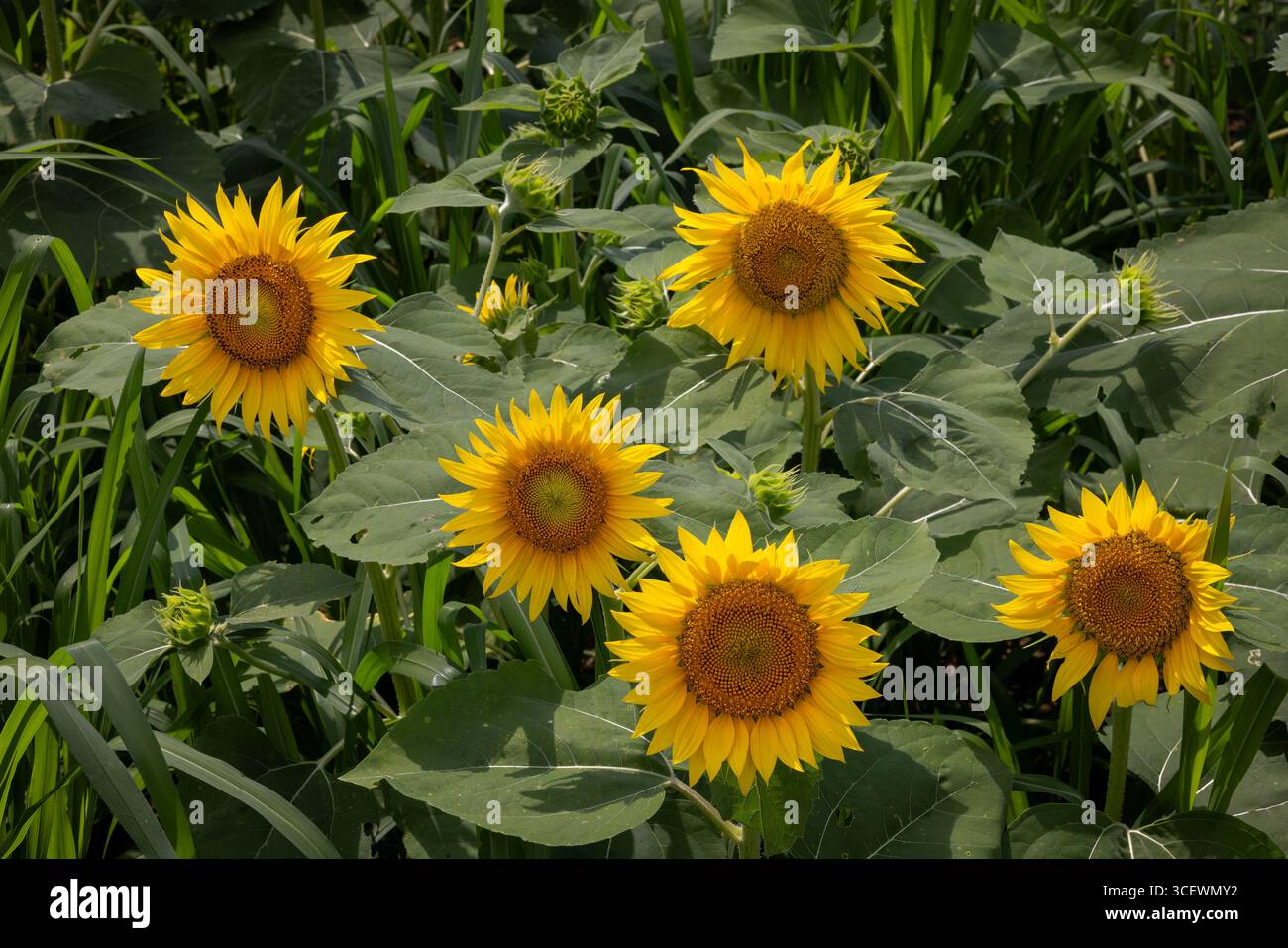 Girasoli comuni coltivati (Helianthus annuus), Lewes, Delaware Foto Stock