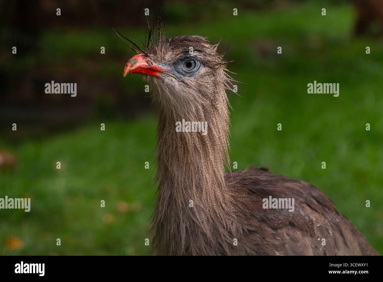 Ritratto ravvicinato dell'uccello Seriema dalle gambe rosse con piume bagnate, becco rosso e occhio blu, fotografia macro di fauna selvatica nell'habitat naturale Foto Stock