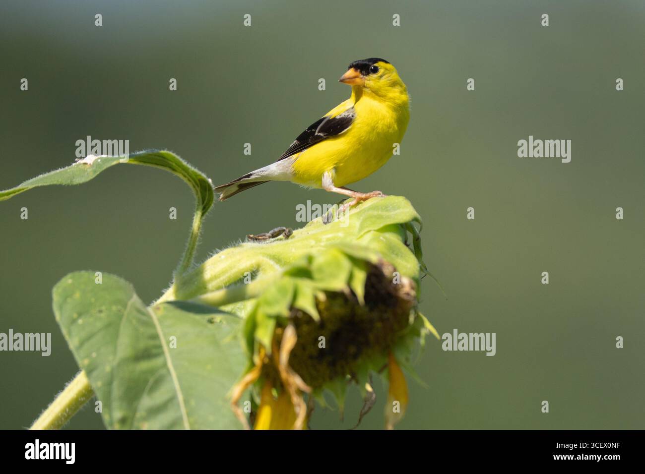 oro americano maschio giallo brillante (Spinus tristis) arroccato su girasole nel giardino estivo Foto Stock