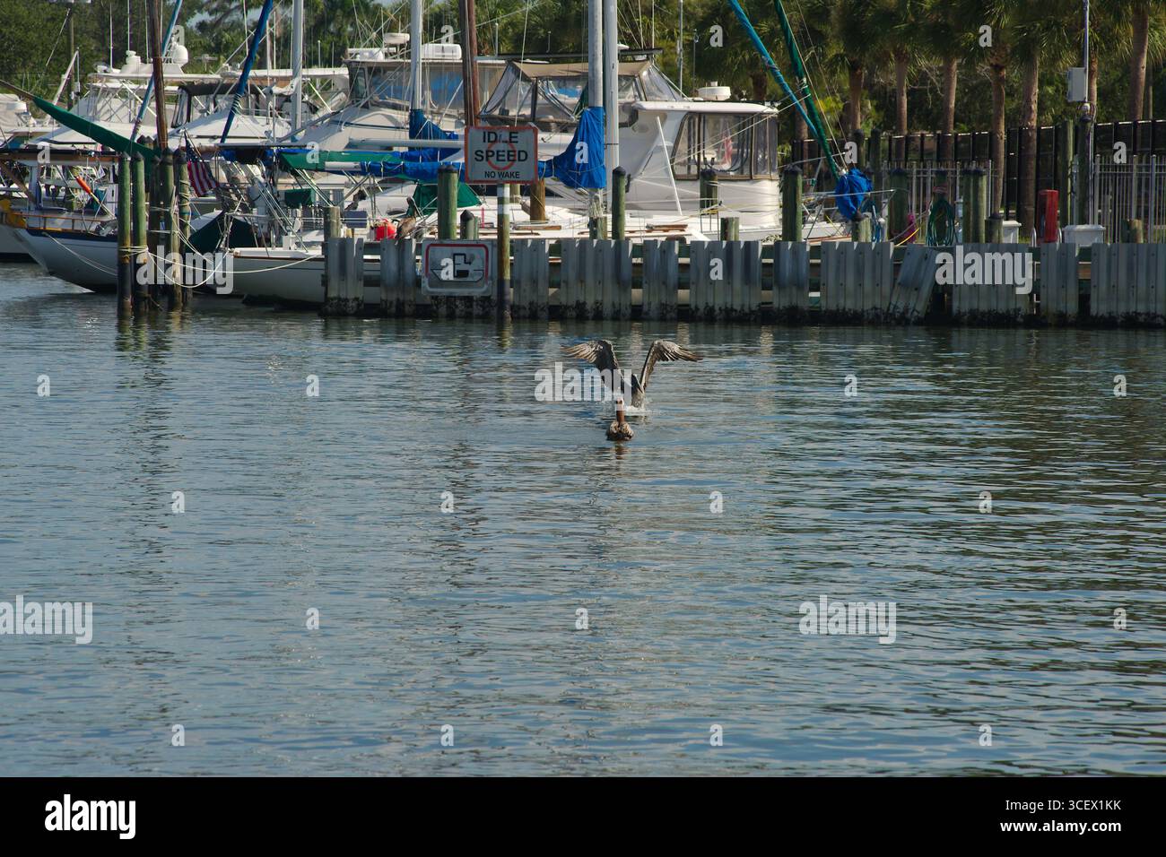 Calmo porticciolo con barche e un pellicano all'atterraggio in acqua tranquillo lungomare a Gulfport, Florida. Barche ancorate e un pellicano attivo sul tranqui Foto Stock