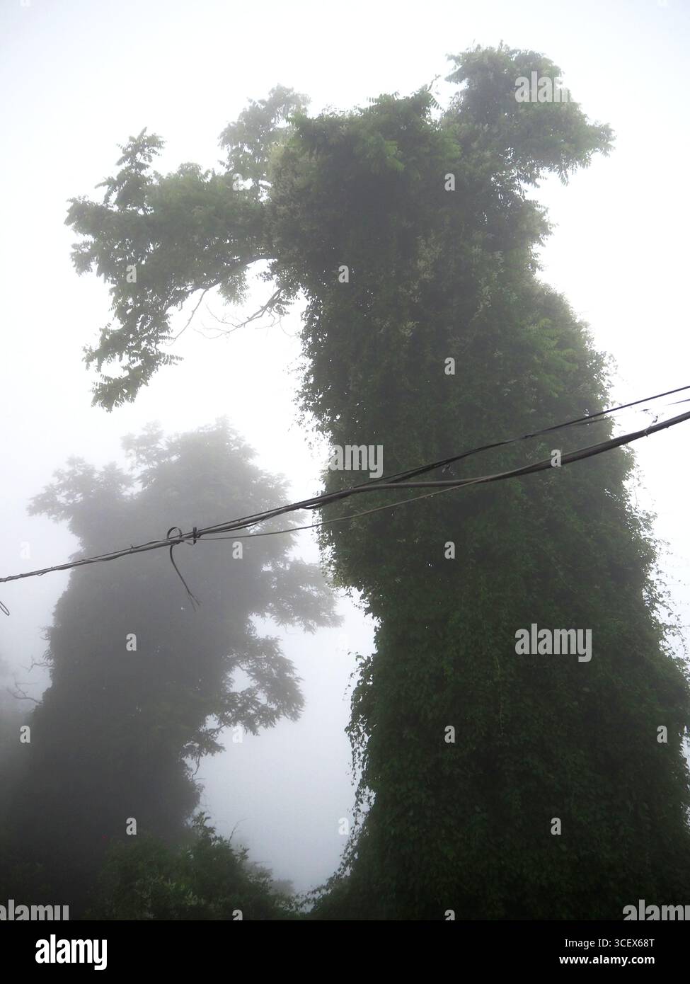 Torreggianti alberi avvolti dalla fitta nebbia mattutina con lussureggianti tronchi verdi per arrampicate sull'edera che creano una scena naturale drammatica e misteriosa a Enna, in Sicilia Foto Stock
