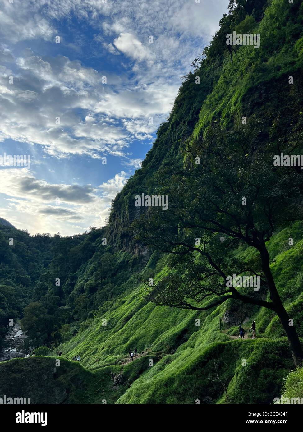 La lussureggiante erba verde e gli alberi vibranti in piena fioritura catturano l'essenza della primavera o dell'inizio dell'estate in questo paesaggio rinfrescante. - Immagine stock catturata con smartphone