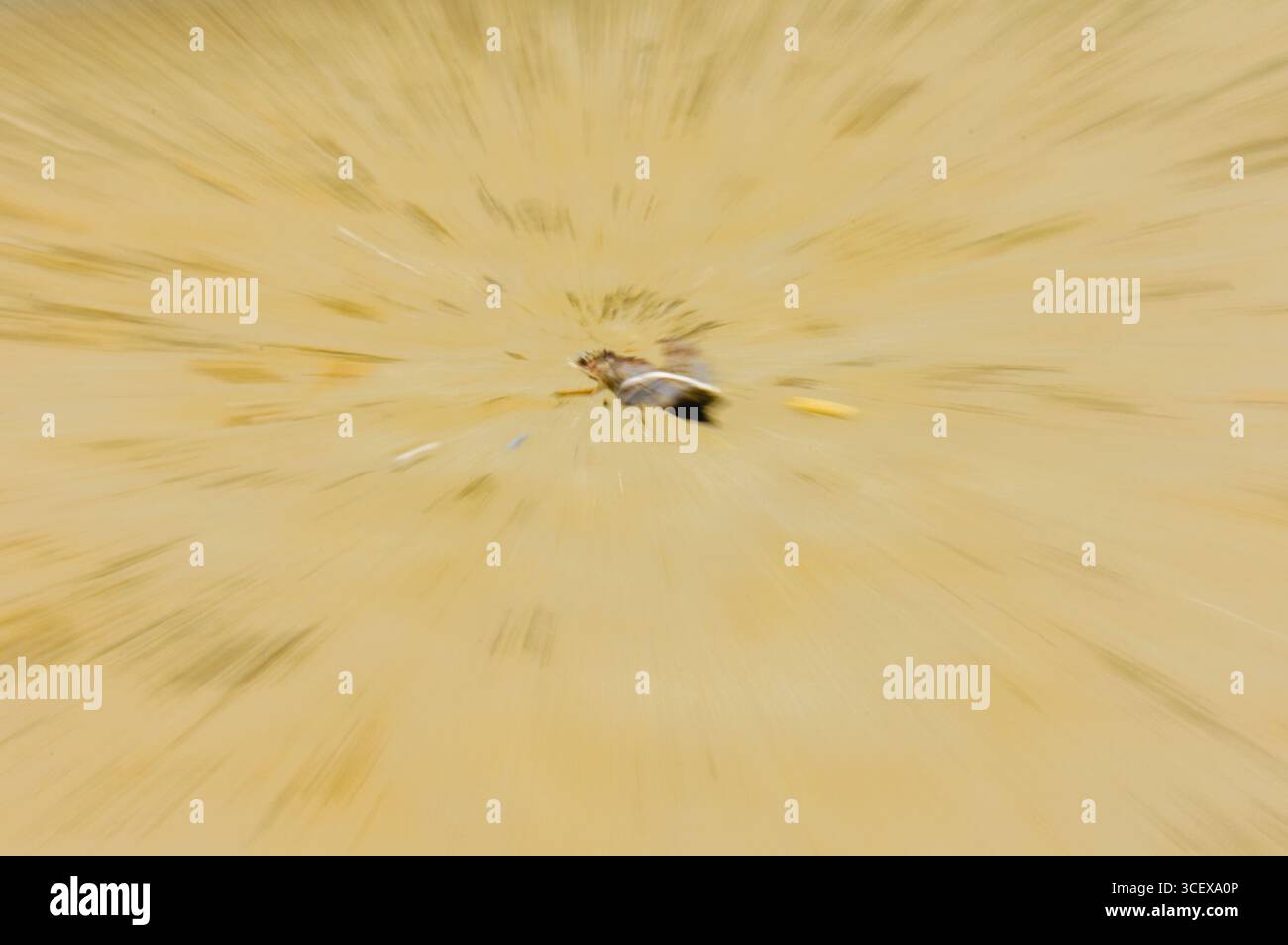 Zoom foto in sequenza di una foglia asciutta sulla sabbia con linee di movimento irradianti. Immagine concettuale che evoca natura, tempo e decadimento attraverso uno stile visivo astratto. Foto Stock