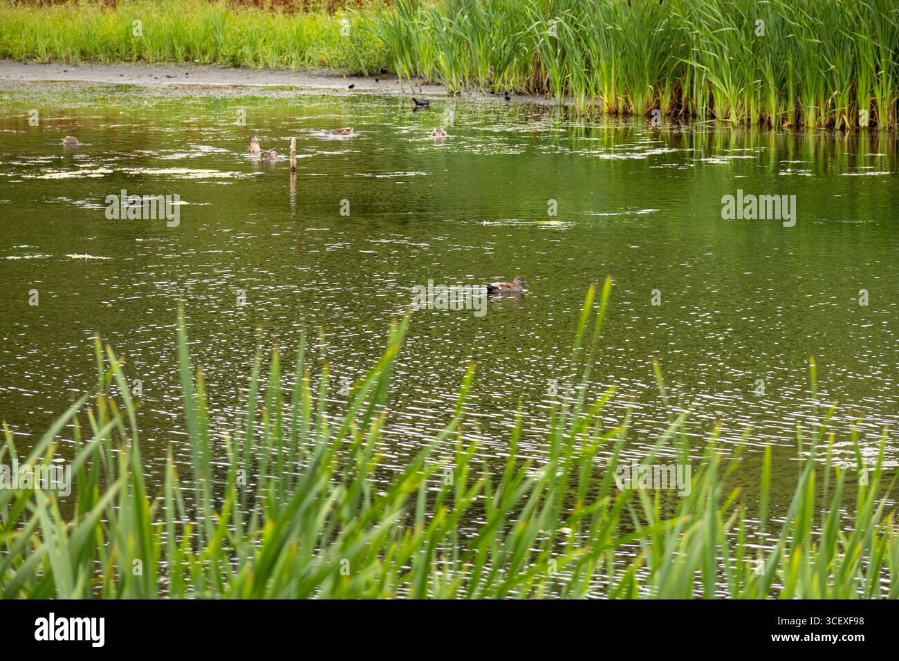 Laghetto paludoso naturale con alte canne verdi, acqua calma e uccelli selvatici che nuotano e nuotano nel loro habitat naturale Foto Stock