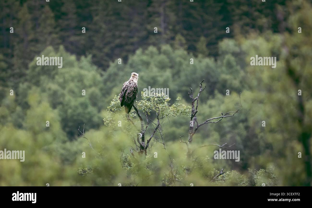 Aquila giovanile dalla coda bianca (Haliaeetus albicilla) arroccata su un albero nella foresta boreale della Norvegia, fotografa la fauna selvatica Foto Stock