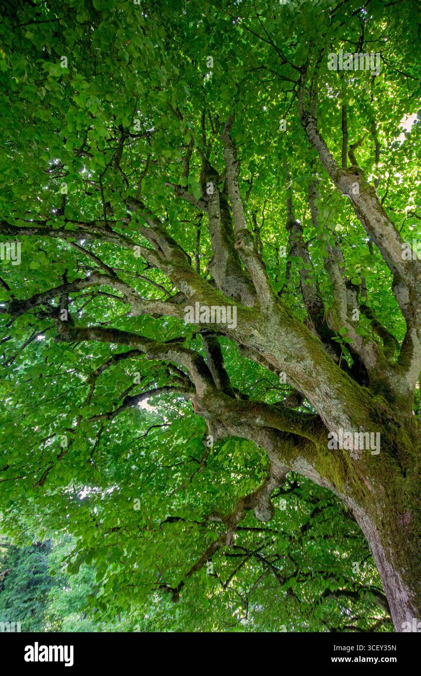 Guardando in alto un vecchio enorme baldacchino di alberi con rigogliosi cieli verdi sullo sfondo Foto Stock