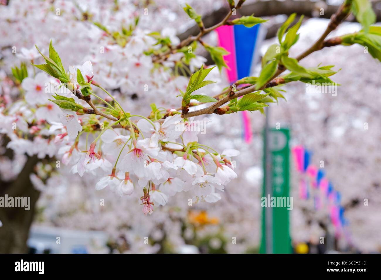 Stagione Sakura (ciliegio) - Parco del fiume Sumida, Tokyo Foto Stock