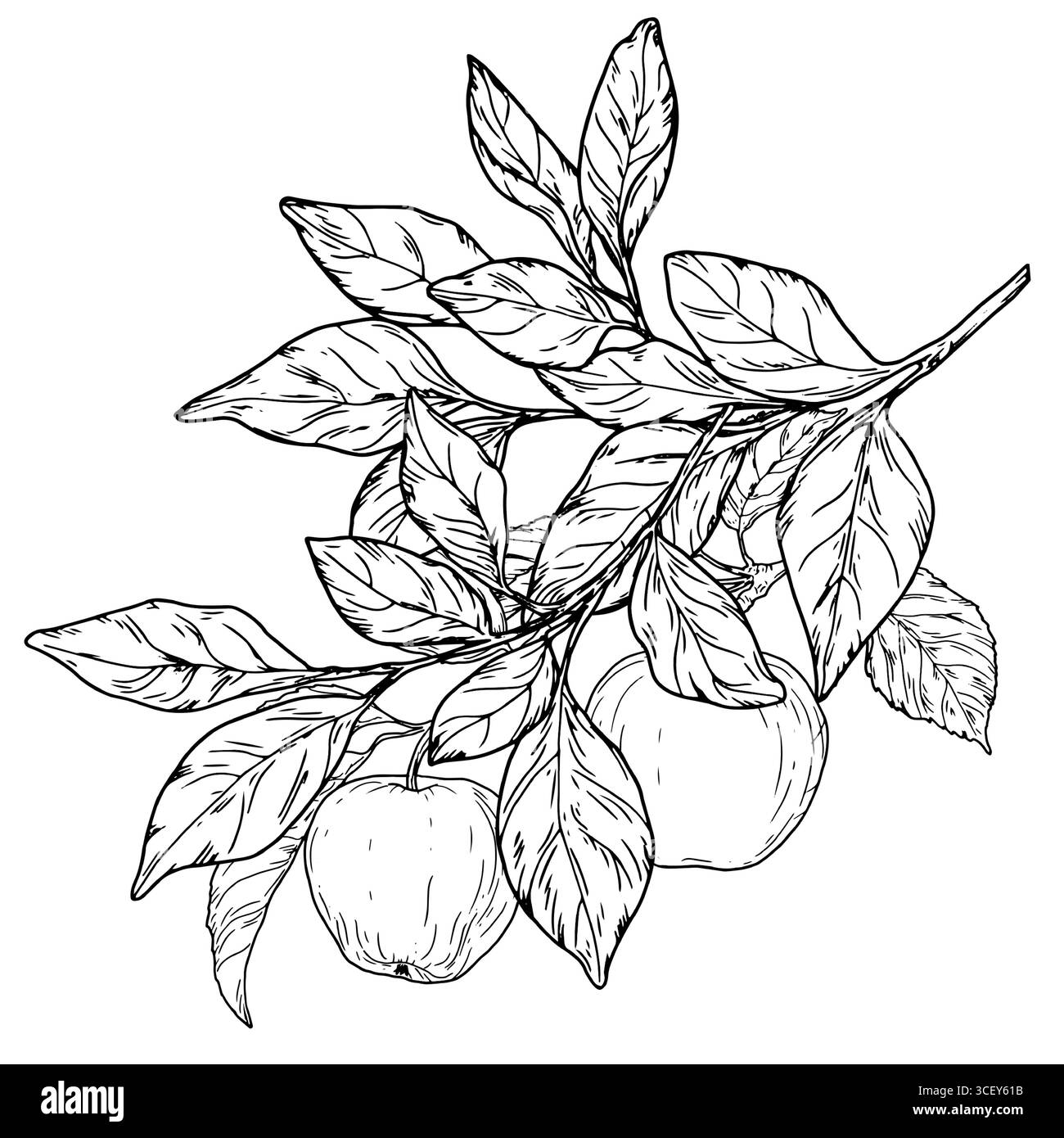 Mele su un ramo di albero e fogliame, schizzo in bianco e nero. Illustrazione vettoriale. Frutta matura dal frutteto, isolata su sfondo bianco Illustrazione Vettoriale