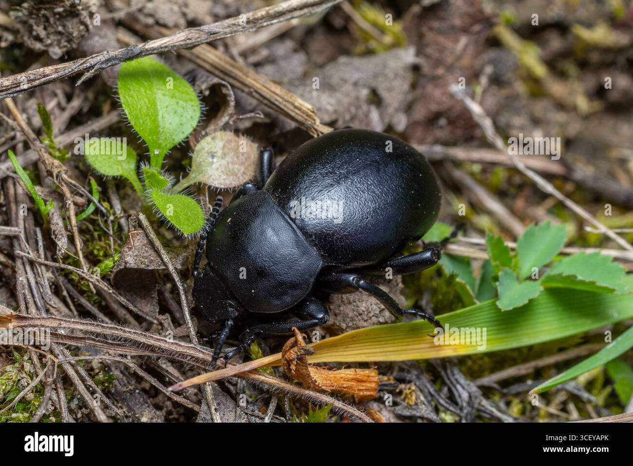 Vista ravvicinata di uno scarabeo nero che strizza sulla terra tra piante verdi durante il giorno in un habitat naturale. Foto Stock