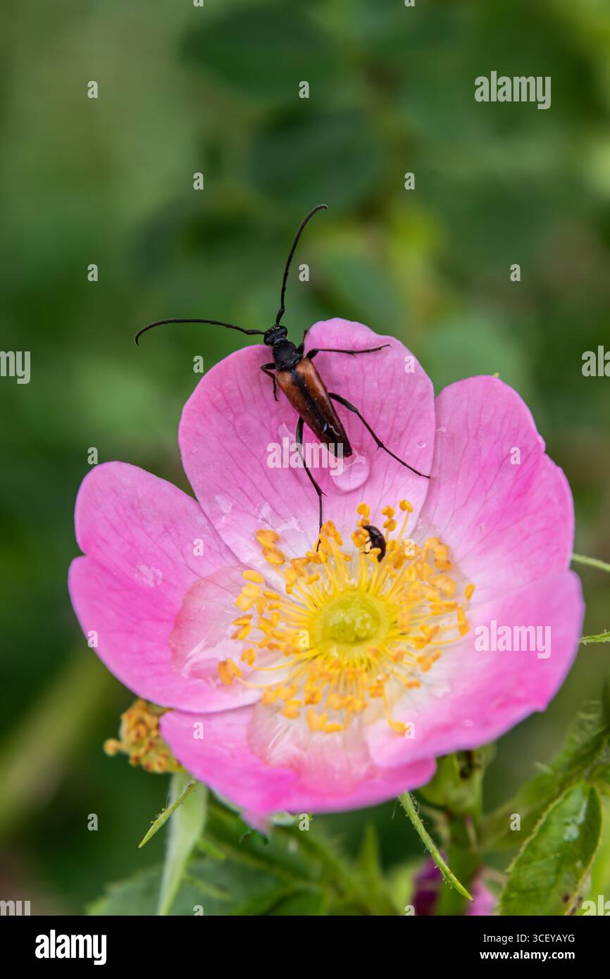 La Stictoleptura rubra uno scarabeo rosso-marrone di longhorn poggia su un fiore rosa brillante con centro giallo circondato da verde fogliame in primavera. Foto Stock