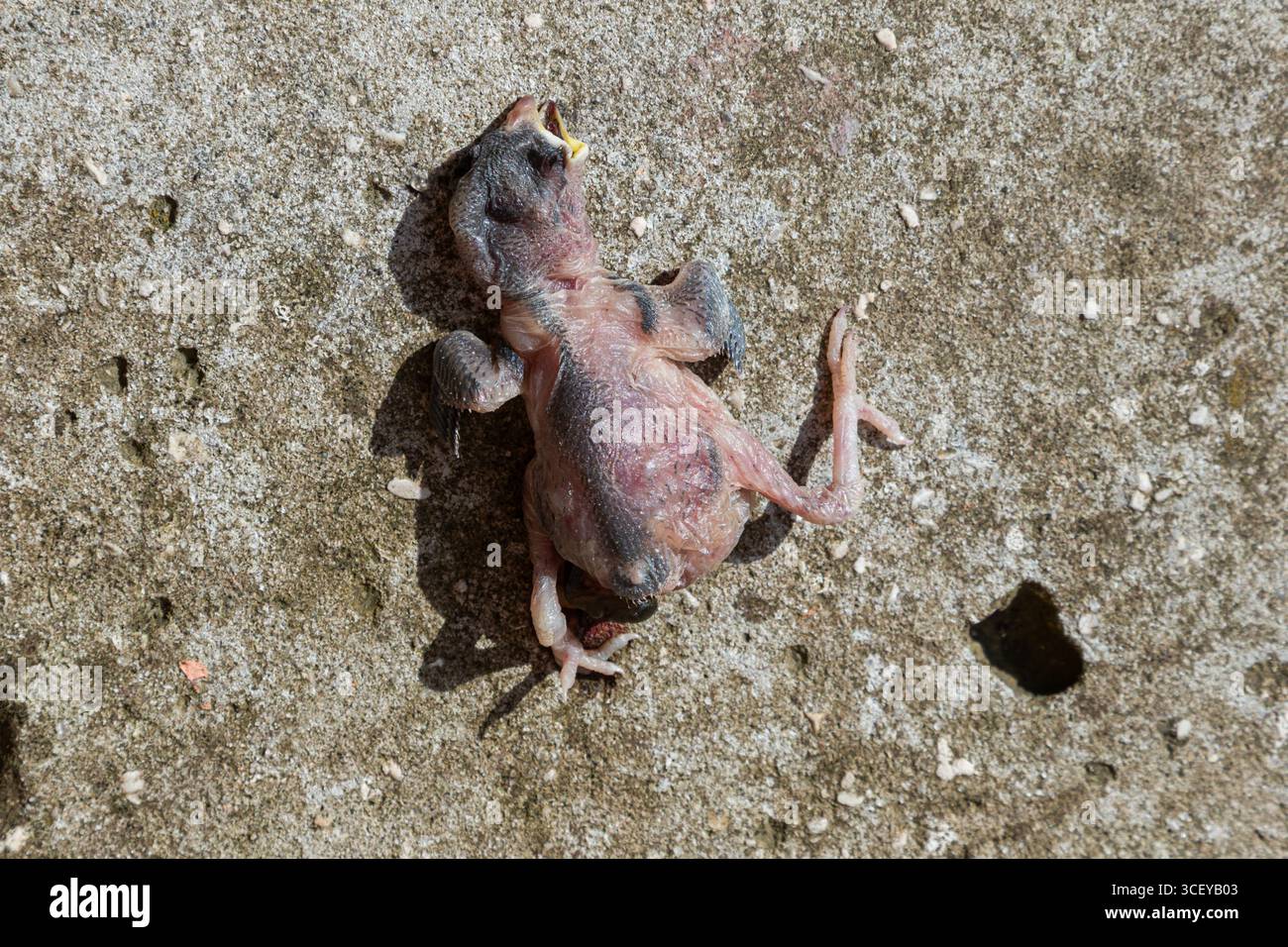 Un pulcino senza vita giace su una superficie di cemento dopo essere caduto dal nido, sottolineando le lotte affrontate dai giovani uccelli nei loro primi giorni di vita. Foto Stock