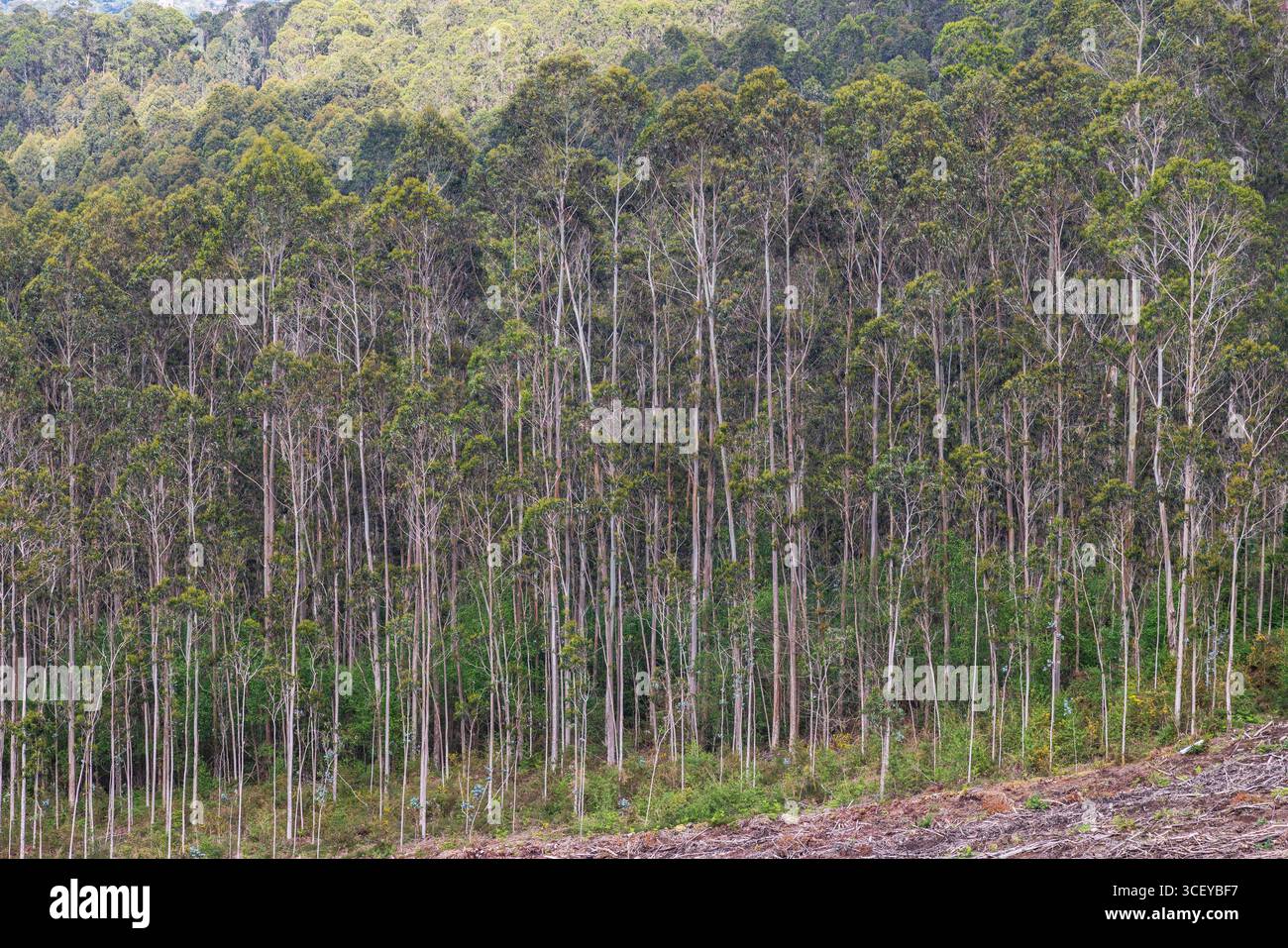 Piantagione di eucalipto globulus vicino alla costa delle Asturie, in Spagna, con segni di raccolta. Foto Stock