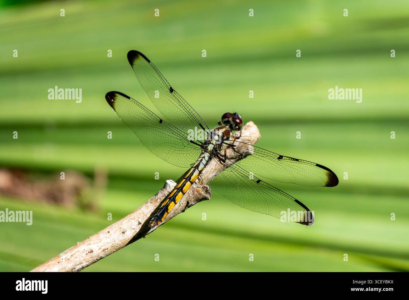 Primo piano di una libellula Slaty Skimmer (Libellula incesta) su sfondo verde, Louisiana Foto Stock