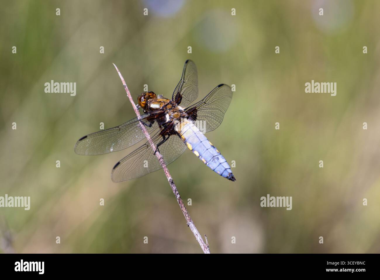 Chaser dal corpo ampio, Libellula depressa, maschio, Bulgaria Foto Stock