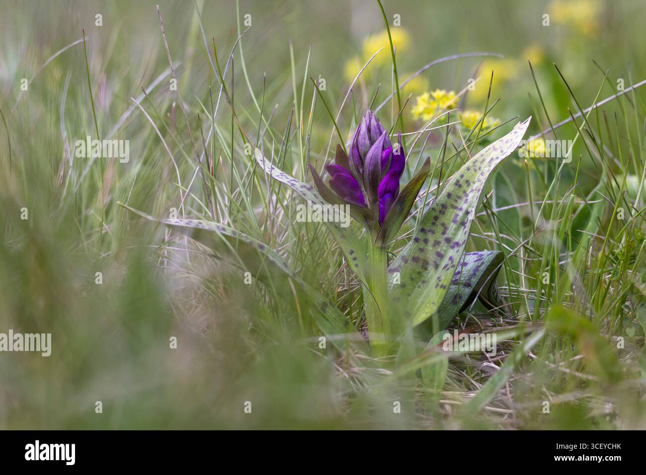 Orchidea di palude, Dactylorhiza majalis subsp. Cordigera, Bulgaria. Immagine messa a fuoco impilata. Foto Stock