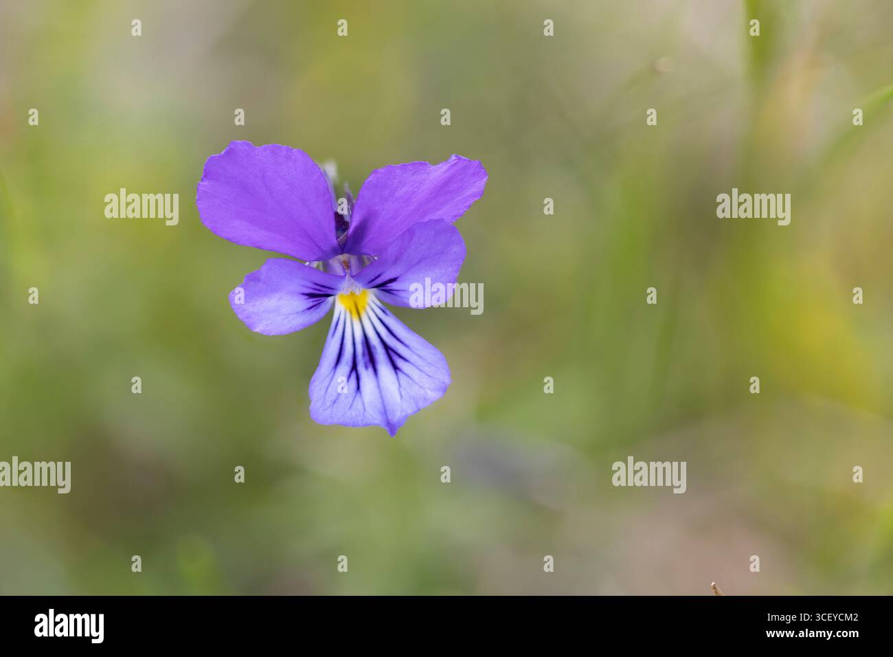 Wild Pansy, Viola tricolor, Bulgaria. Immagine messa a fuoco impilata. Foto Stock