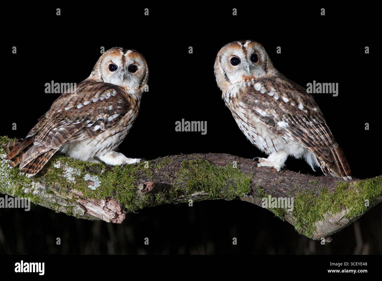 TAWNY OWL, REGNO UNITO. Foto Stock