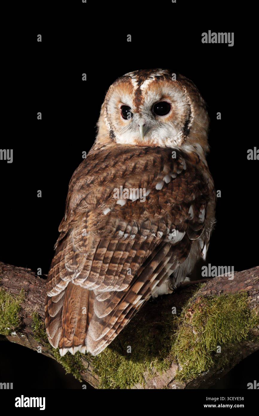 TAWNY OWL di notte, Regno Unito. Foto Stock
