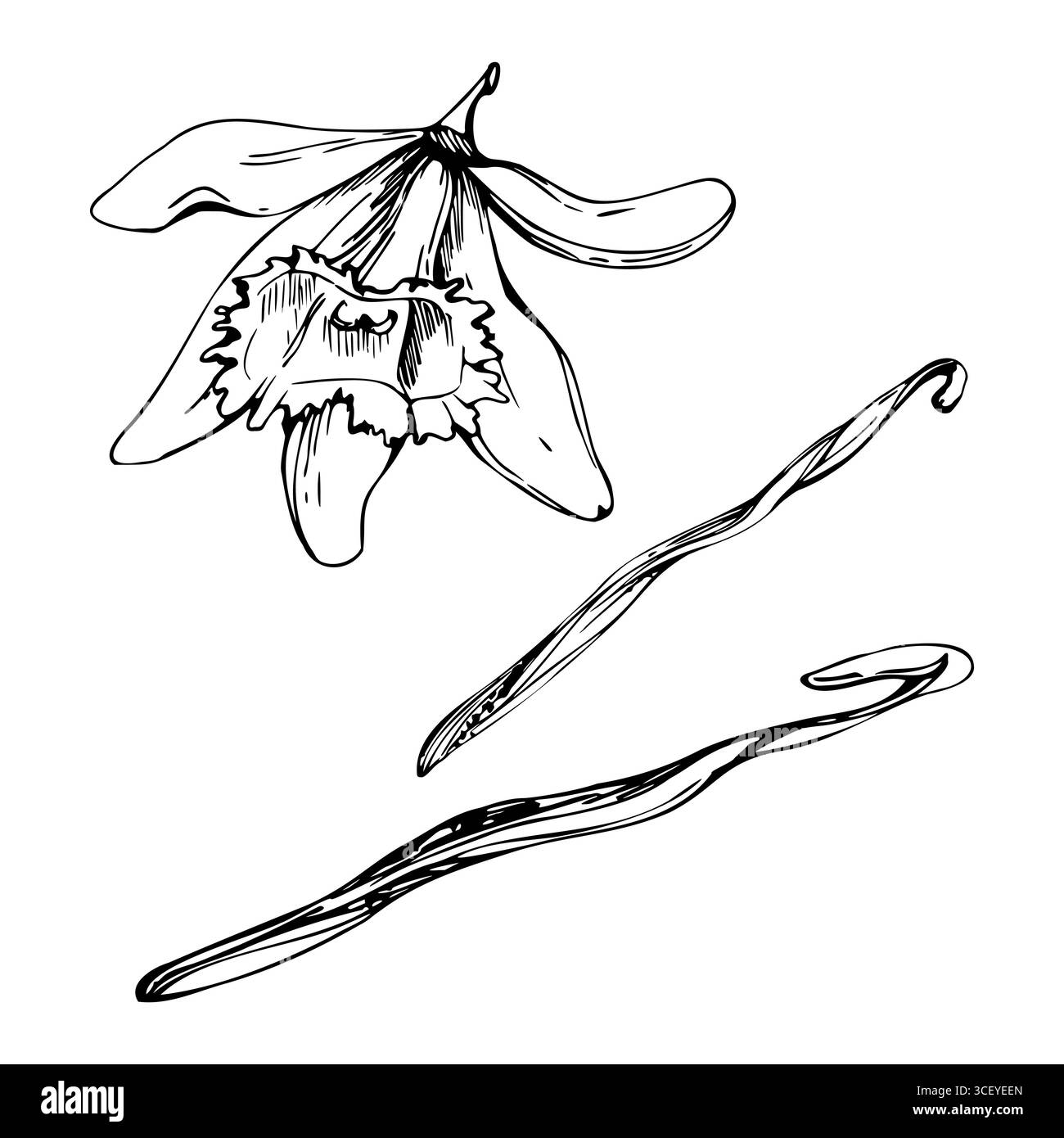 Baccello di semi e fiore di orchidea di vaniglia fioriscono, spezie naturali. illustrazione grafica di piante tropicali disegnata a mano con inchiostro vettoriale. Marchio artigianale per prodotti da forno Illustrazione Vettoriale