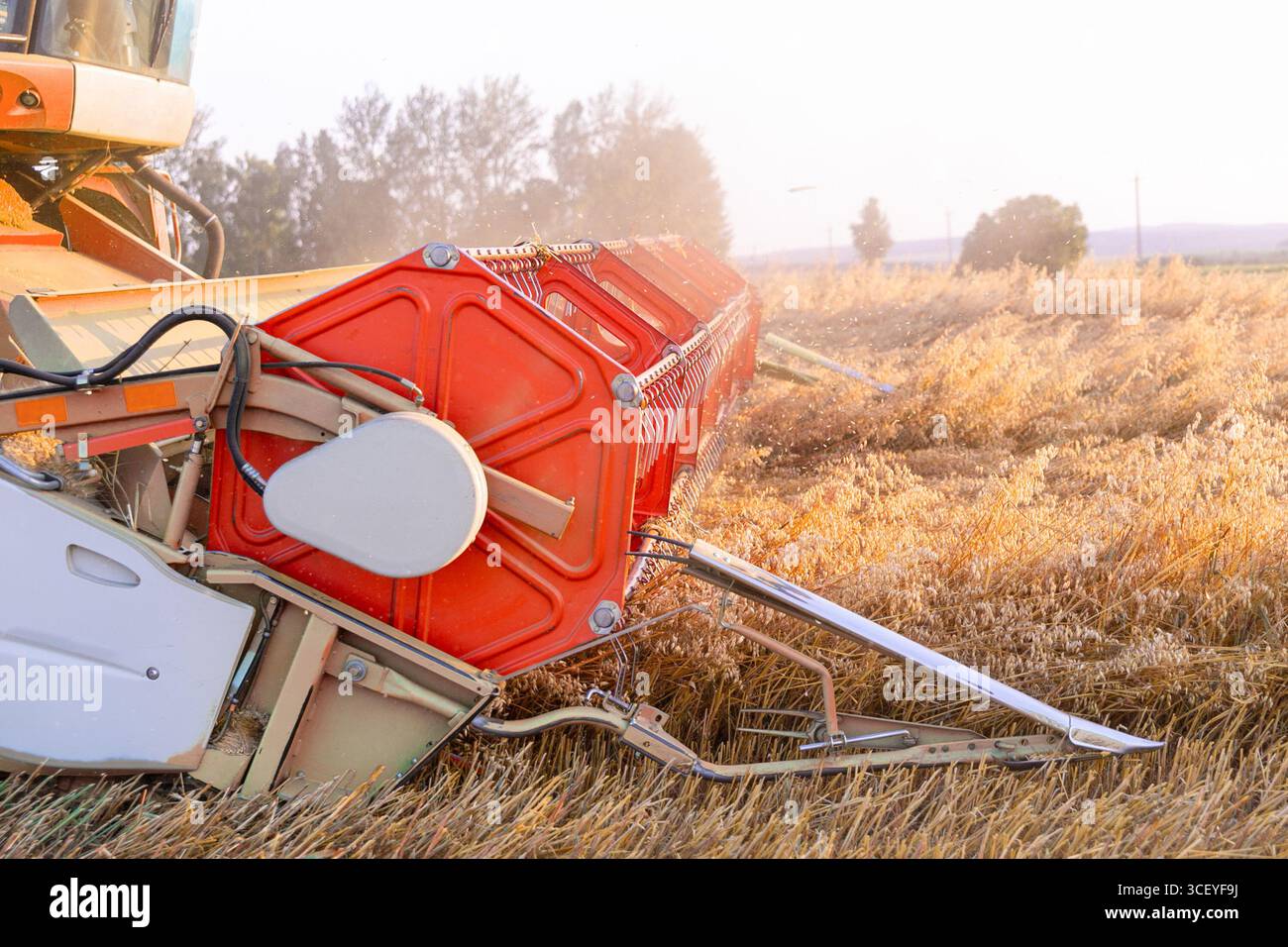 Testata della mietitrebbia con luce diurna, primo piano. Raccolta dell'orzo. Ora del raccolto estivo. Foto Stock