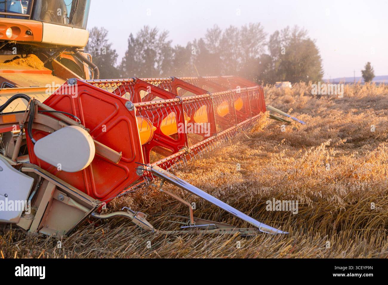 Testata della mietitrebbia con luce diurna, primo piano. Raccolta dell'orzo. Ora del raccolto estivo. Foto Stock