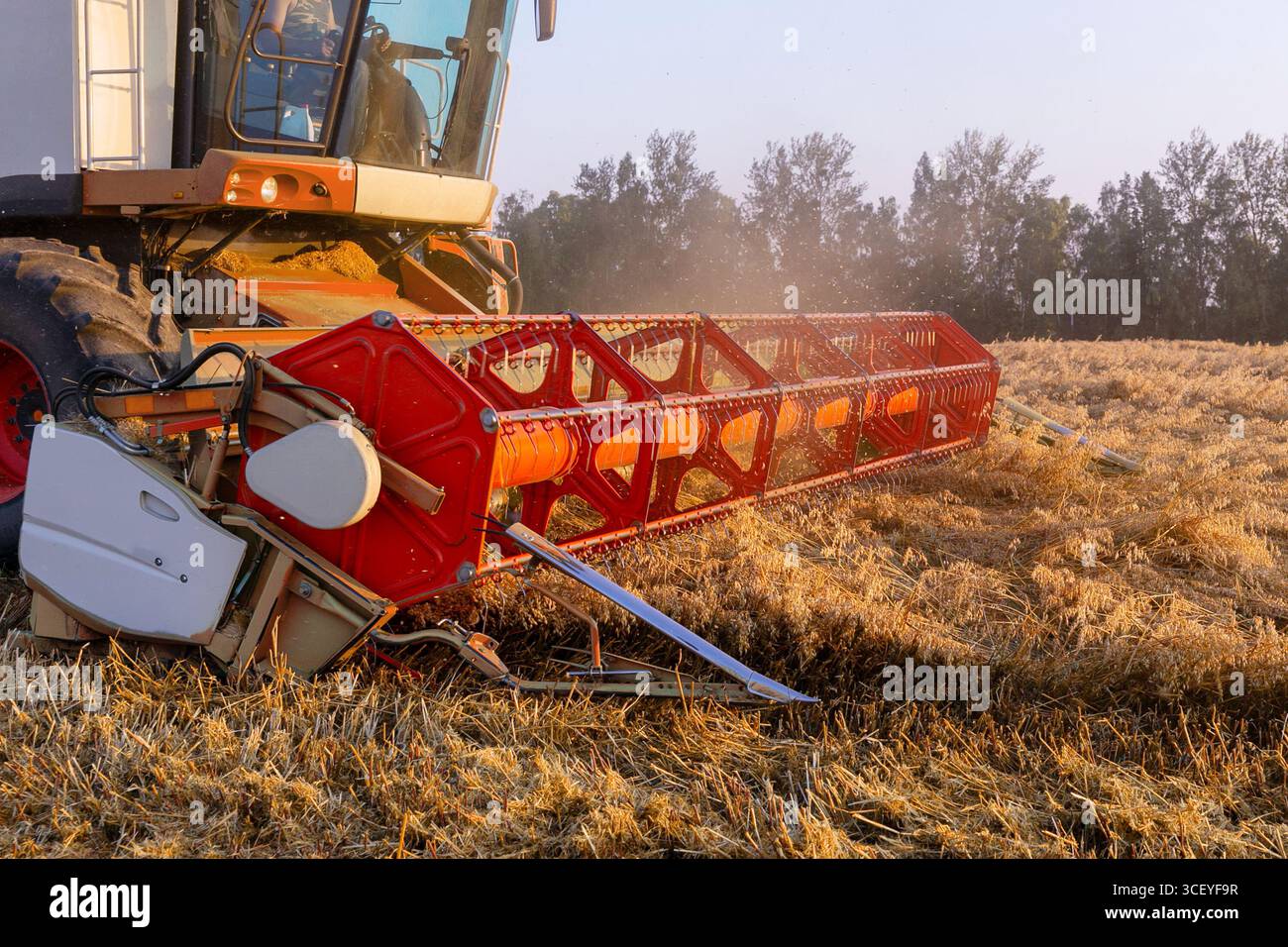 Testata della mietitrebbia con luce diurna, primo piano. Raccolta dell'orzo. Ora del raccolto estivo. Foto Stock