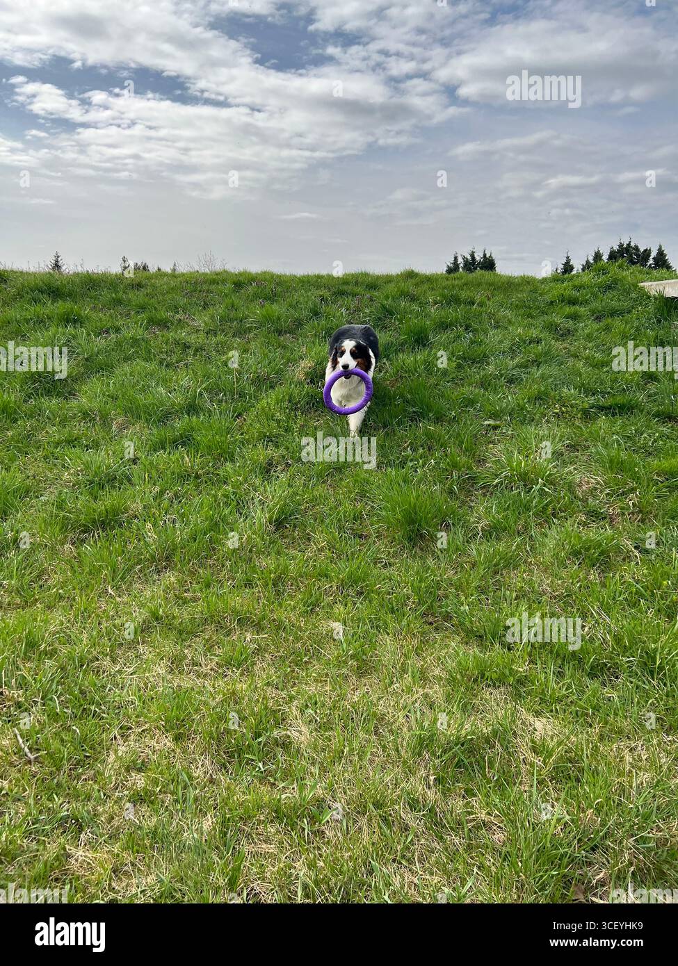 Campo primaverile con erba falciata, pastore australiano che corre attraverso il campo - Immagine stock catturata con smartphone