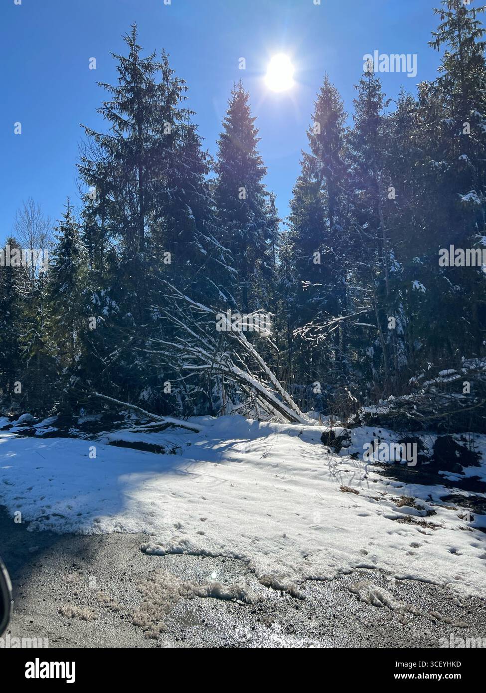 Una giornata di sole sulla strada, splendide pinete ricoperte di neve, campi e viaggi su strada. Foto Stock