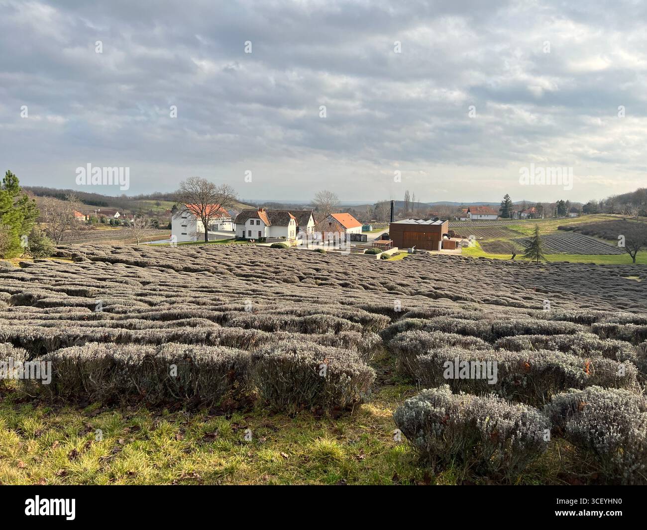 Paesaggio autunnale, campo di lavanda in un monastero ungherese - Immagine stock catturata con smartphone