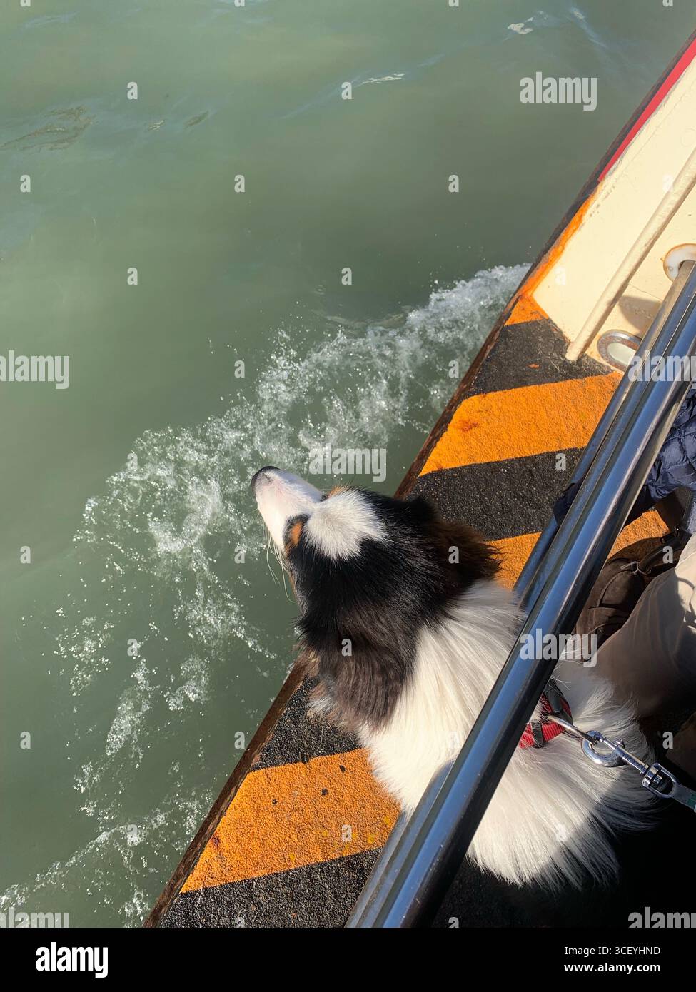 Autunno Venezia, taxi d'acqua, vista dal taxi d'acqua sul Canal grande, Pastore Australiano, splendida architettura, ispirazione. Foto Stock