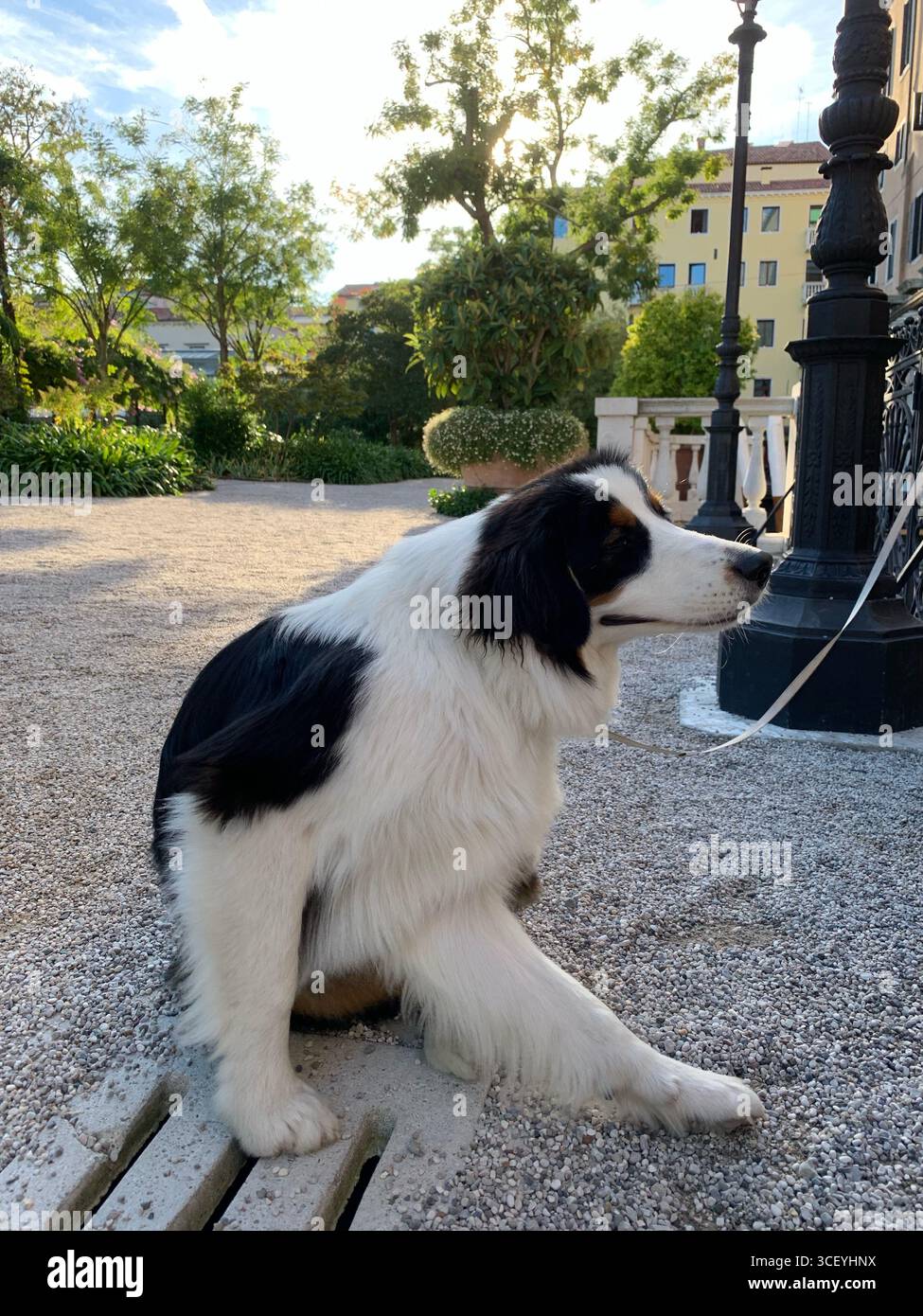Venezia autunnale, Pastore Australiano, splendida architettura, ispirazione, viaggio. Foto Stock