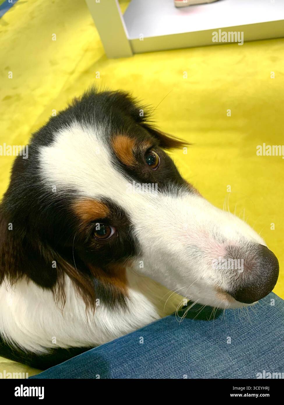 Venezia autunnale, Pastore Australiano, splendida architettura, ispirazione, viaggio. Foto Stock