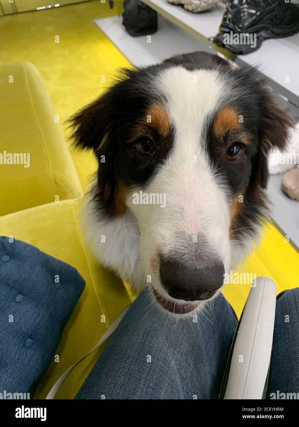 Venezia autunnale, Pastore Australiano, splendida architettura, ispirazione, viaggio. Foto Stock