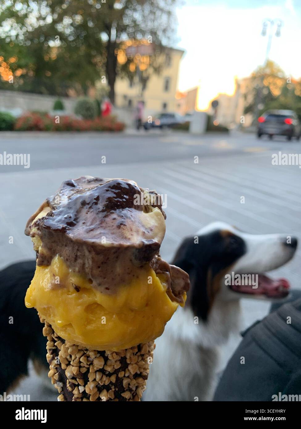 Gelato in Italia, il Pastore Australiano vuole davvero provarlo. Foto Stock