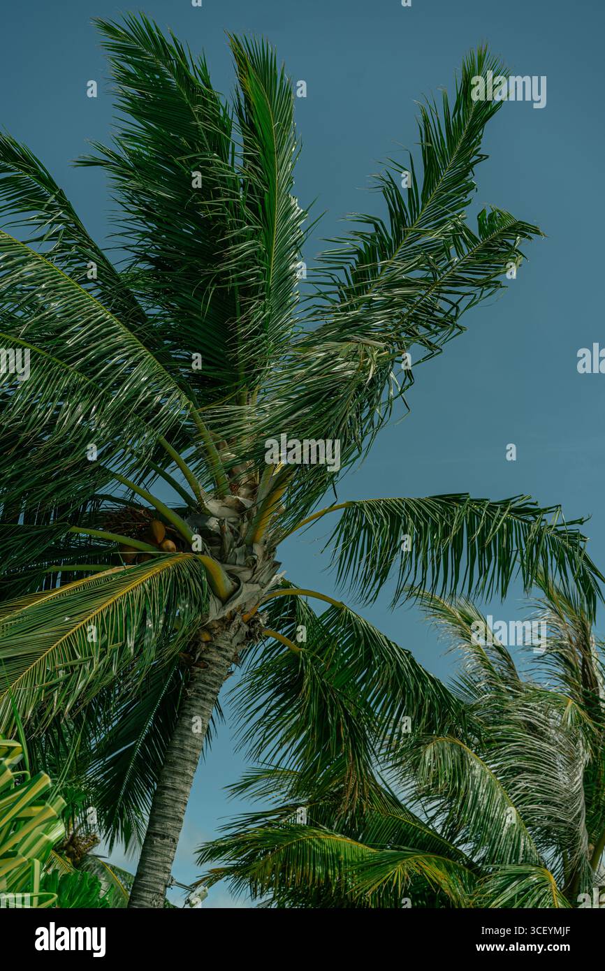 Singola palma tropicale con foglie verdi tenui contro il cielo blu calmo. Sfondo esotico minimale. Foto Stock