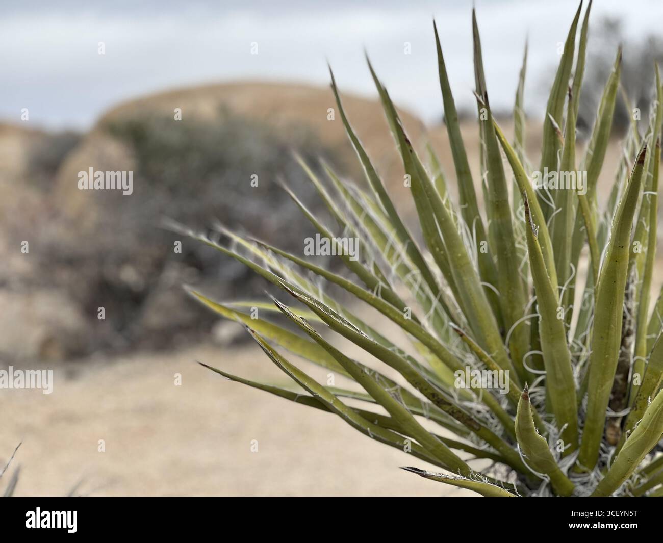 Yucca pianta nel Parco nazionale di Joshua Tree Foto Stock