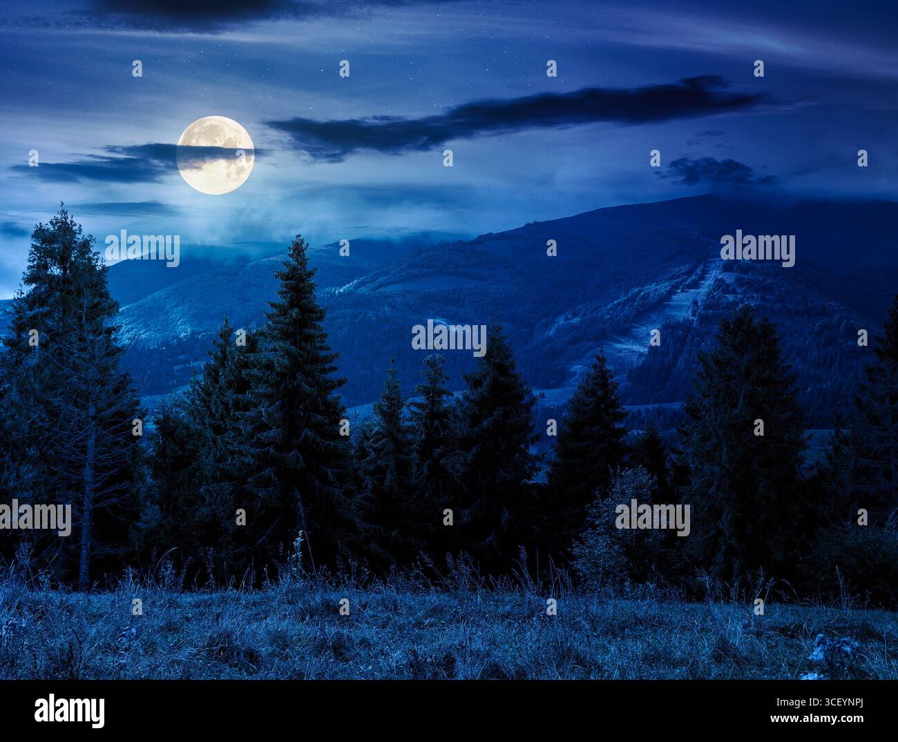 foresta evergreen sul prato erboso in montagna di notte. bellissimo paesaggio con valle lontana. paesaggi incredibili con la luce della luna piena Foto Stock