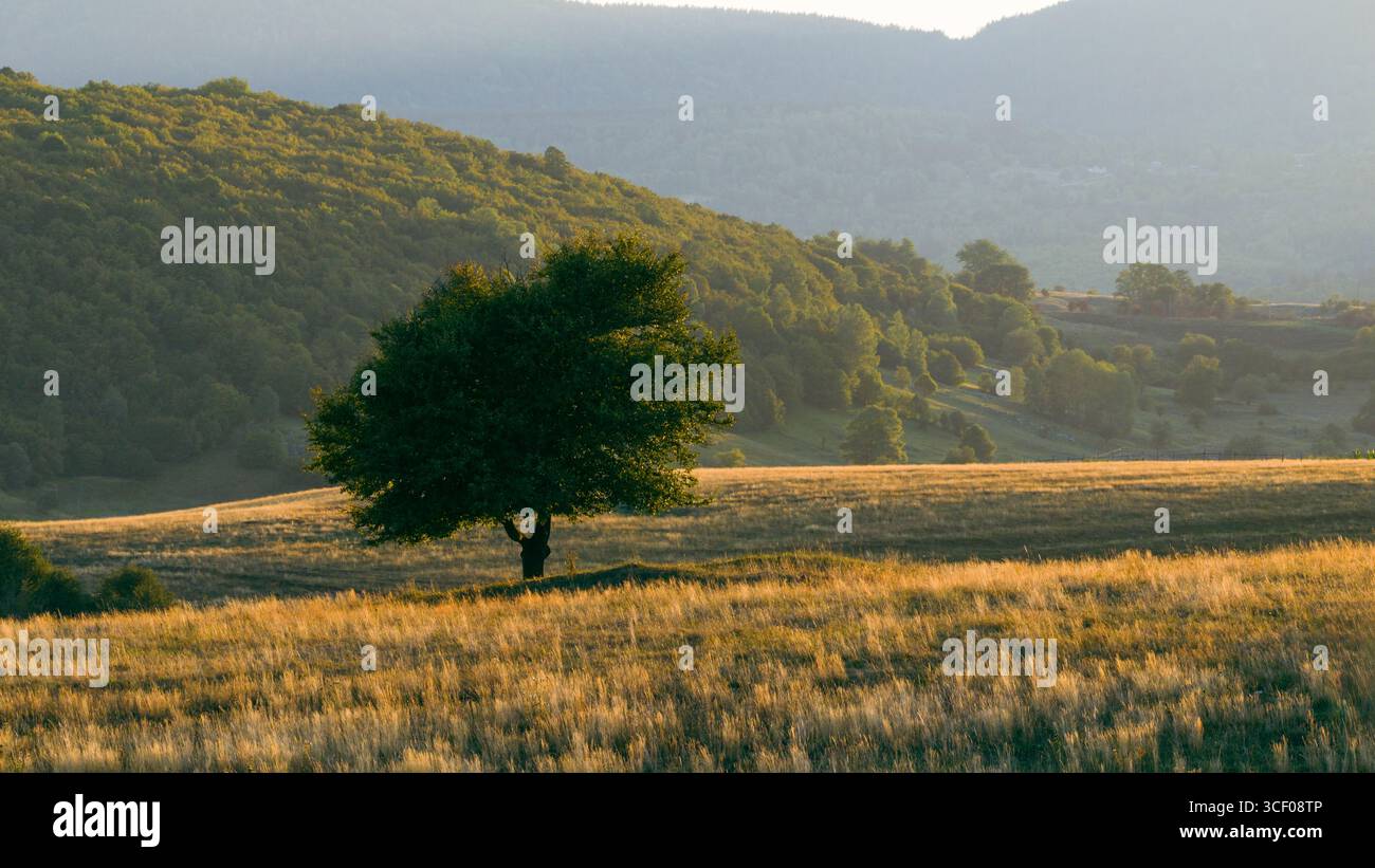 Albero solitario su un campo dorato con colline nebbiose nella foresta dai caldi toni del tramonto Foto Stock