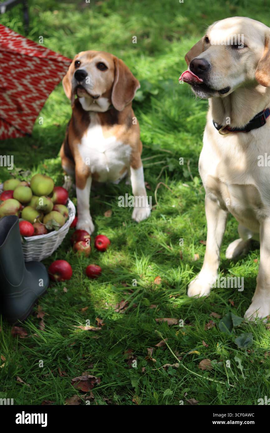 Due cani seduti sull'erba con un cestino di mele e un ombrello. Autunno in giardino. Carino Beagle e Golden retriever. Concetto di migliori amici. Foto Stock