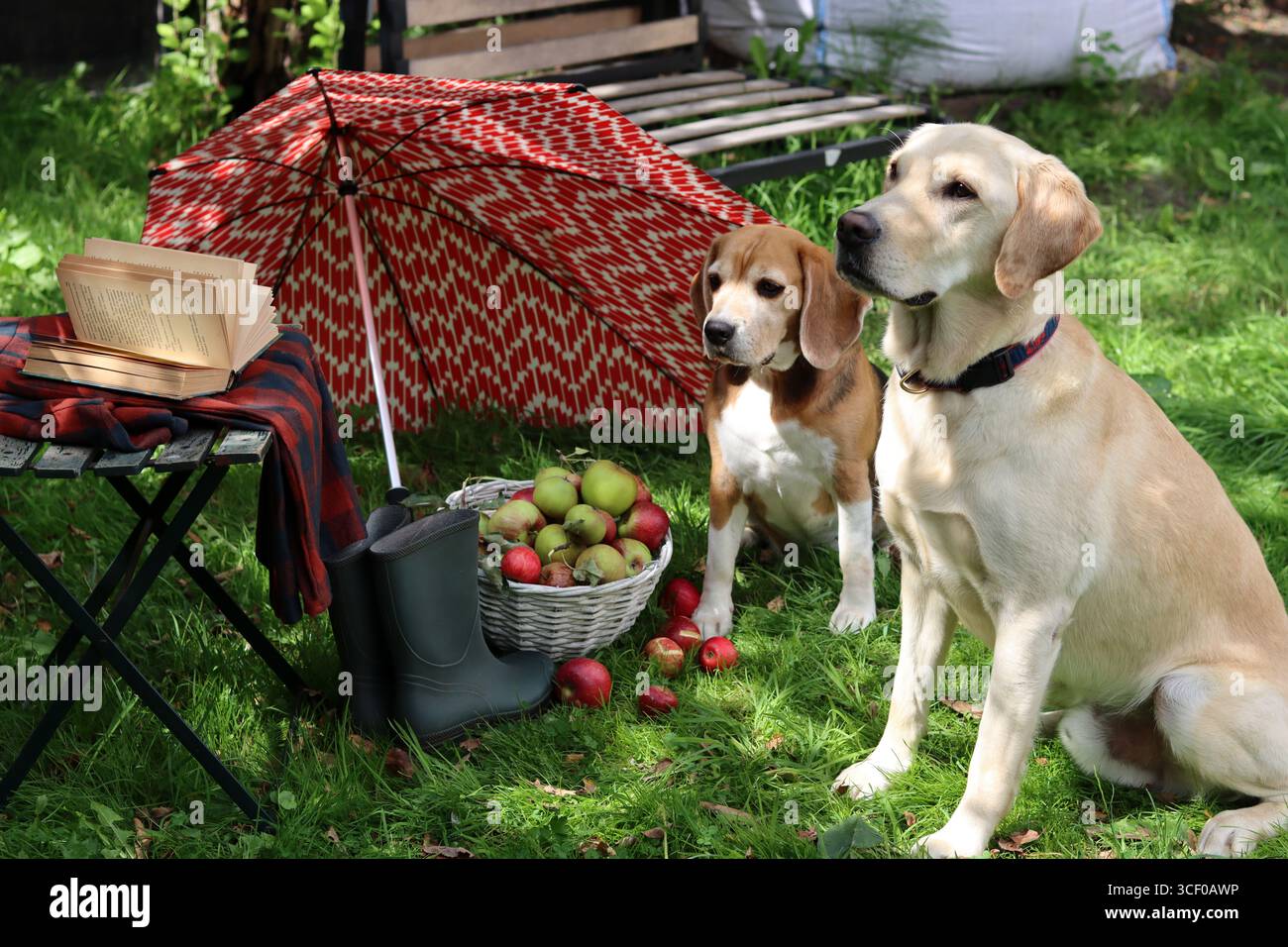 Due cani seduti sull'erba con un cestino di mele e un ombrello. Autunno in giardino. Carino Beagle e Golden retriever. Concetto di migliori amici. Foto Stock
